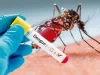 Alerta por el aumento de casos de dengue en Norte de Santander alerta por aumento de casos de dengue en Norte de Santander