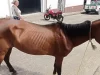 Detienen a Individuo en Chinácota, Norte de Santander, por Crueldad hacia una Yegua Detienen a Individuo en Chinácota, Norte de Santander, por Crueldad hacia una Yegua