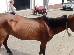 Detienen a Individuo en Chinácota, Norte de Santander, por Crueldad hacia una Yegua Detienen a Individuo en Chinácota, Norte de Santander, por Crueldad hacia una Yegua