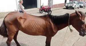Detienen a Individuo en Chinácota, Norte de Santander, por Crueldad hacia una Yegua Detienen a Individuo en Chinácota, Norte de Santander, por Crueldad hacia una Yegua