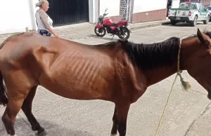 Detienen a Individuo en Chinácota, Norte de Santander, por Crueldad hacia una Yegua Detienen a Individuo en Chinácota, Norte de Santander, por Crueldad hacia una Yegua