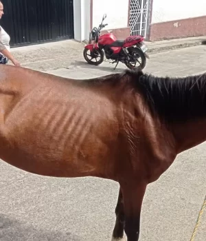 Detienen a Individuo en Chinácota, Norte de Santander, por Crueldad hacia una Yegua Detienen a Individuo en Chinácota, Norte de Santander, por Crueldad hacia una Yegua