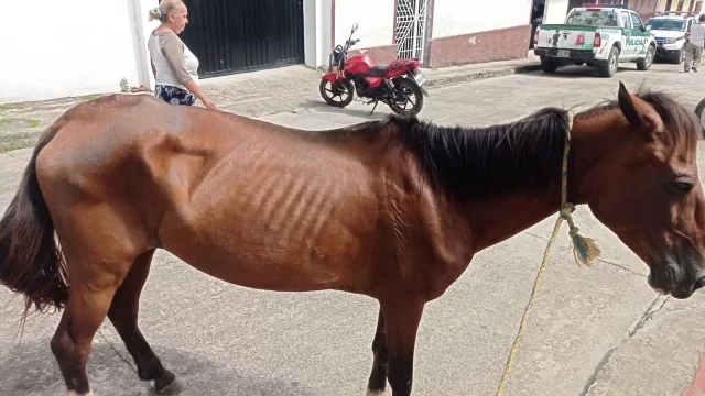 Detienen a Individuo en Chinácota, Norte de Santander, por Crueldad hacia una Yegua
