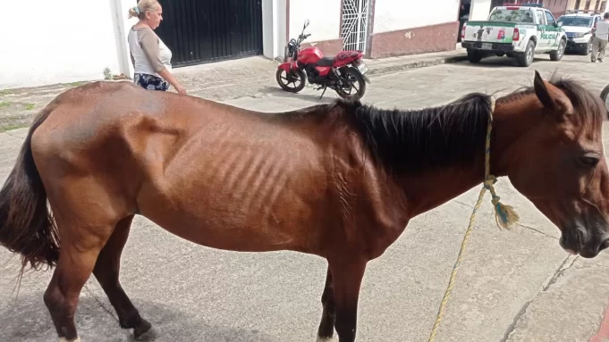 Detienen a Individuo en Chinácota, Norte de Santander, por Crueldad hacia una Yegua Detienen a Individuo en Chinácota, Norte de Santander, por Crueldad hacia una Yegua