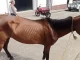 Detienen a Individuo en Chinácota, Norte de Santander, por Crueldad hacia una Yegua Detienen a Individuo en Chinácota, Norte de Santander, por Crueldad hacia una Yegua