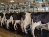 Importante Corporación Alimentaria Anuncia Cese de Operaciones en Colombia: Preocupación en la Industria Ganadera por Situación Crítica Importante Corporación Alimentaria Anuncia Cese de Operaciones en Colombia: Preocupación en la Industria Ganadera por Situación Crítica