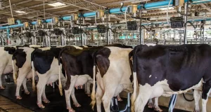 Importante Corporación Alimentaria Anuncia Cese de Operaciones en Colombia: Preocupación en la Industria Ganadera por Situación Crítica Importante Corporación Alimentaria Anuncia Cese de Operaciones en Colombia: Preocupación en la Industria Ganadera por Situación Crítica