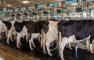 Importante Corporación Alimentaria Anuncia Cese de Operaciones en Colombia: Preocupación en la Industria Ganadera por Situación Crítica Importante Corporación Alimentaria Anuncia Cese de Operaciones en Colombia: Preocupación en la Industria Ganadera por Situación Crítica