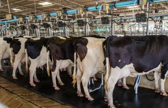 Importante Corporación Alimentaria Anuncia Cese de Operaciones en Colombia: Preocupación en la Industria Ganadera por Situación Crítica Importante Corporación Alimentaria Anuncia Cese de Operaciones en Colombia: Preocupación en la Industria Ganadera por Situación Crítica