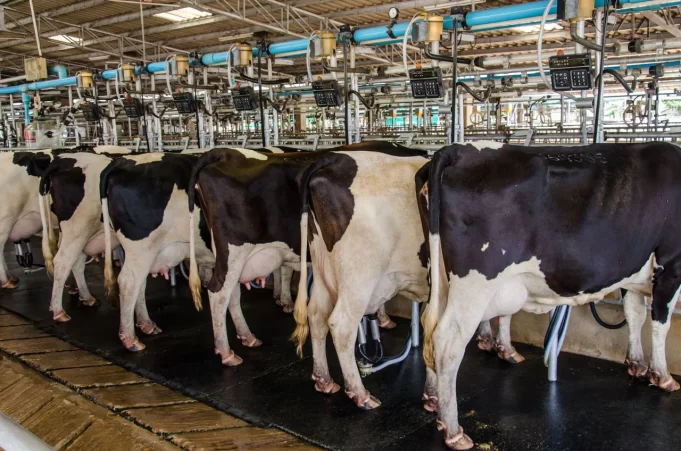 Importante Corporación Alimentaria Anuncia Cese de Operaciones en Colombia: Preocupación en la Industria Ganadera por Situación Crítica Importante Corporación Alimentaria Anuncia Cese de Operaciones en Colombia: Preocupación en la Industria Ganadera por Situación Crítica