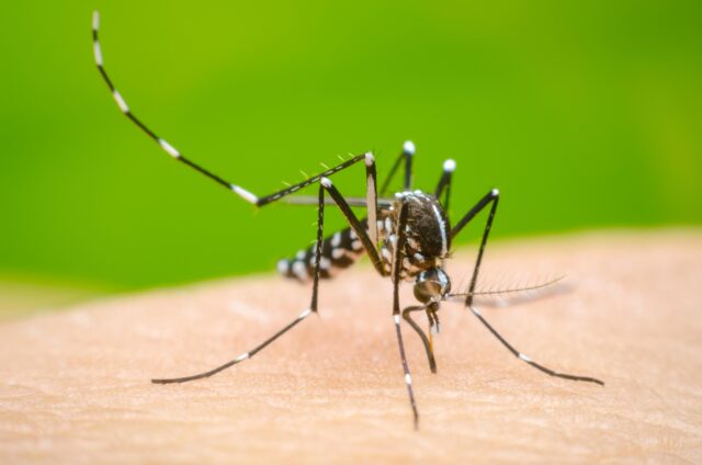 Alerta por el Aumento de Casos de Dengue en Norte de Santander, Colombia Alerta por el Aumento de Casos de Dengue en Norte de Santander, Colombia