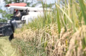 Panorama Actual del Sector Arrocero en Colombia: Desafíos y Perspectivas a la Luz del Quinto Censo Nacional Panorama Actual del Sector Arrocero en Colombia: Desafíos y Perspectivas a la Luz del Quinto Censo Nacional