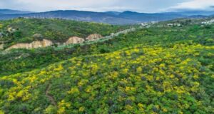 Rechazado el Proyecto Urbanístico ‘Las Lomas’ en Cúcuta por Impacto Ambiental Rechazado el Proyecto Urbanístico 'Las Lomas' en Cúcuta por Impacto Ambiental