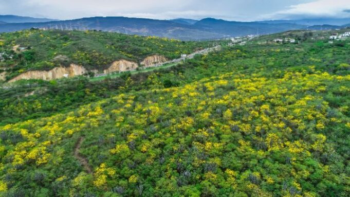 Rechazado el Proyecto Urbanístico ‘Las Lomas’ en Cúcuta por Impacto Ambiental Rechazado el Proyecto Urbanístico 'Las Lomas' en Cúcuta por Impacto Ambiental